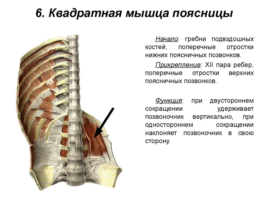 Мышцы спины и ребра. Задняя группа мышц живота. Квадратная мышца поясницы функции. Квадратная мышца поясницы живота. Подвздошно поясничная мышца живота функции.