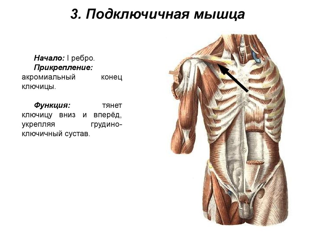 Края на верхней и нижней. Наружные межреберные мышцы функции. Внутренние межреберные мышцы функции. Наружные межреберные мышцы начало и прикрепление. Внутренние межреберные мышцы грудины.