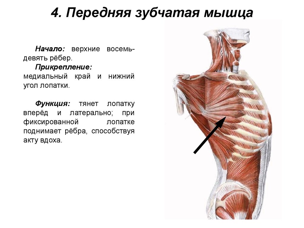 Мышцы спины и ребра. Передняя зубчатая мышца функции. Передняя зубчатая мышца анатомия иннервация. Передняя зубчатая мышца начало и прикрепление. Функции передней зубчатой мышцы груди.