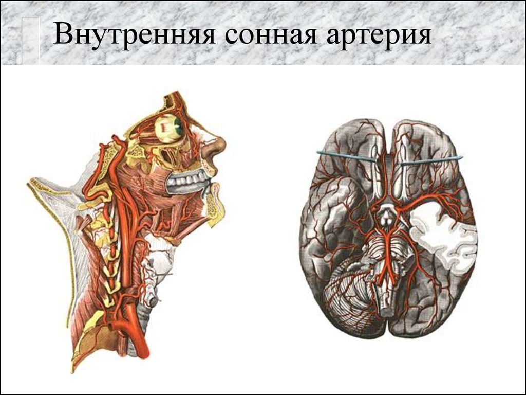 Внутренняя сонная артерия анатомия схема