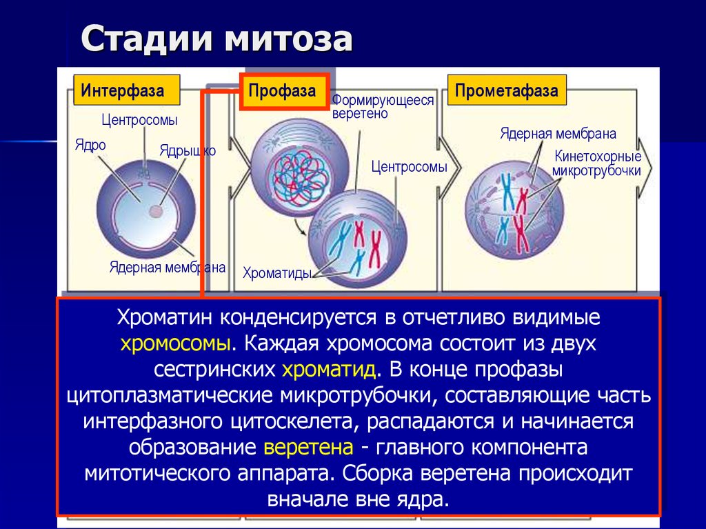 Митоз фазы кратко. Прометафаза. Этапы интерфазы митоза. Процессы происходящие с ядрышком в прометафазе. Митоз интерфаза профаза.