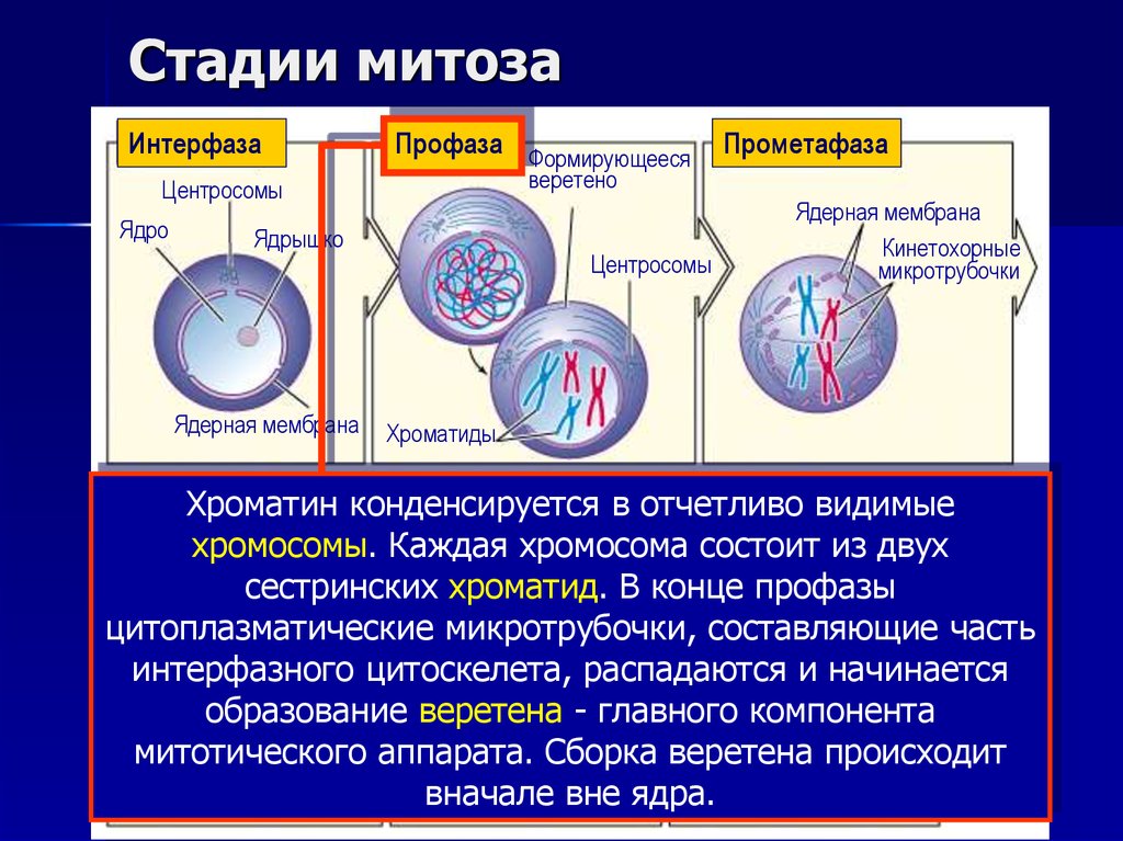 Что происходит в интерфазе. Фаза митоза интерфаза процессы. Митоз фазы и процессы таблица интерфаза. Стадии митоза. Стадии интерфазы мейоща.