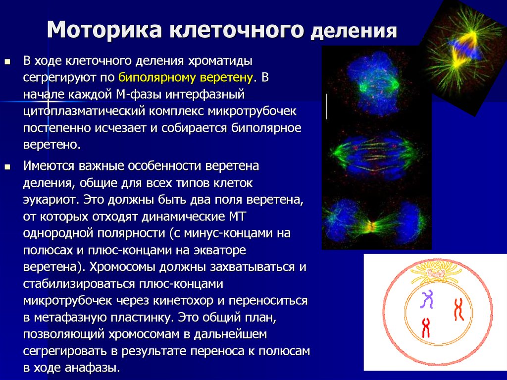 Вещество разрушающее микротрубочки веретена деления