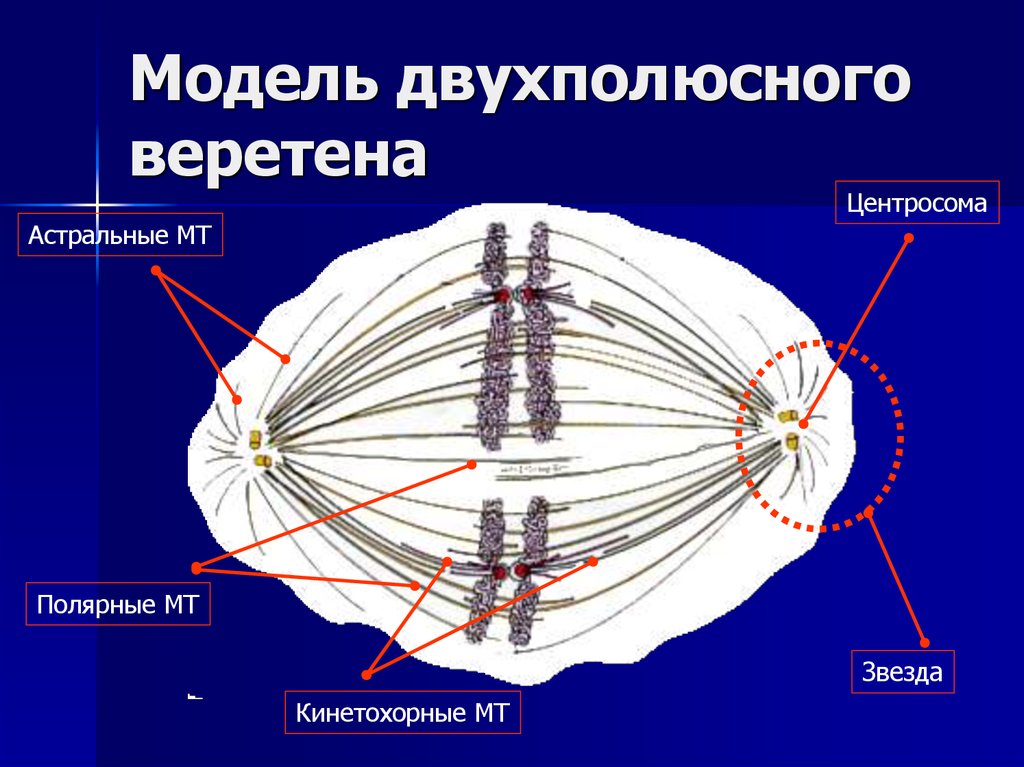 Веретено деления. Двухполюсное Веретено деления. Формирование двухполюсного веретена деления. Центросома хромосомы Веретено деления. Веретено модель.