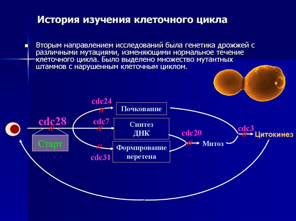 Цикл бывшие. Клеточный цикл генетика. Способы изучения клеточного цикла. Регуляция клеточного цикла дрожжевых клеток. Методы изучения цикла клетки.