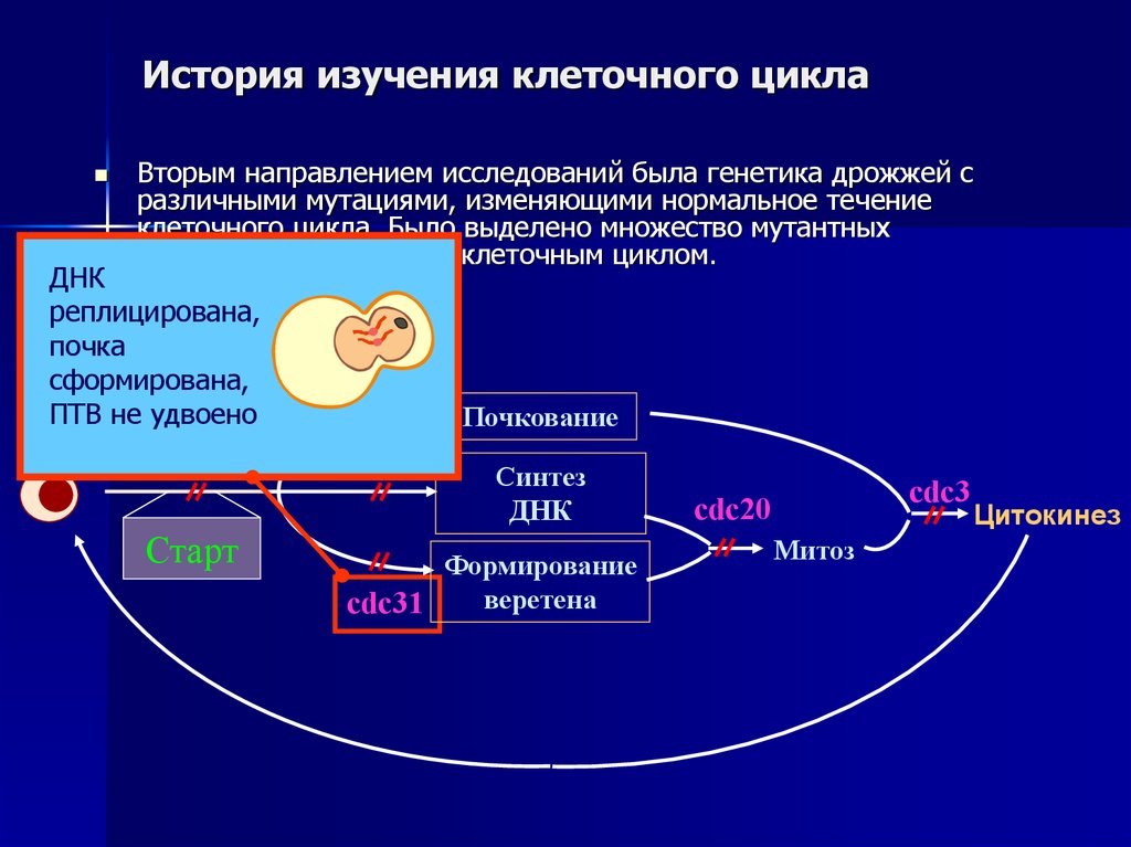 Клеточный цикл презентация