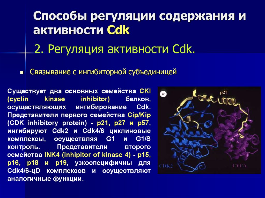 Пути регуляции. Способы регуляции. 2 Способа регуляции. Способы регуляции механической активности. Ингибиторная функция белка.