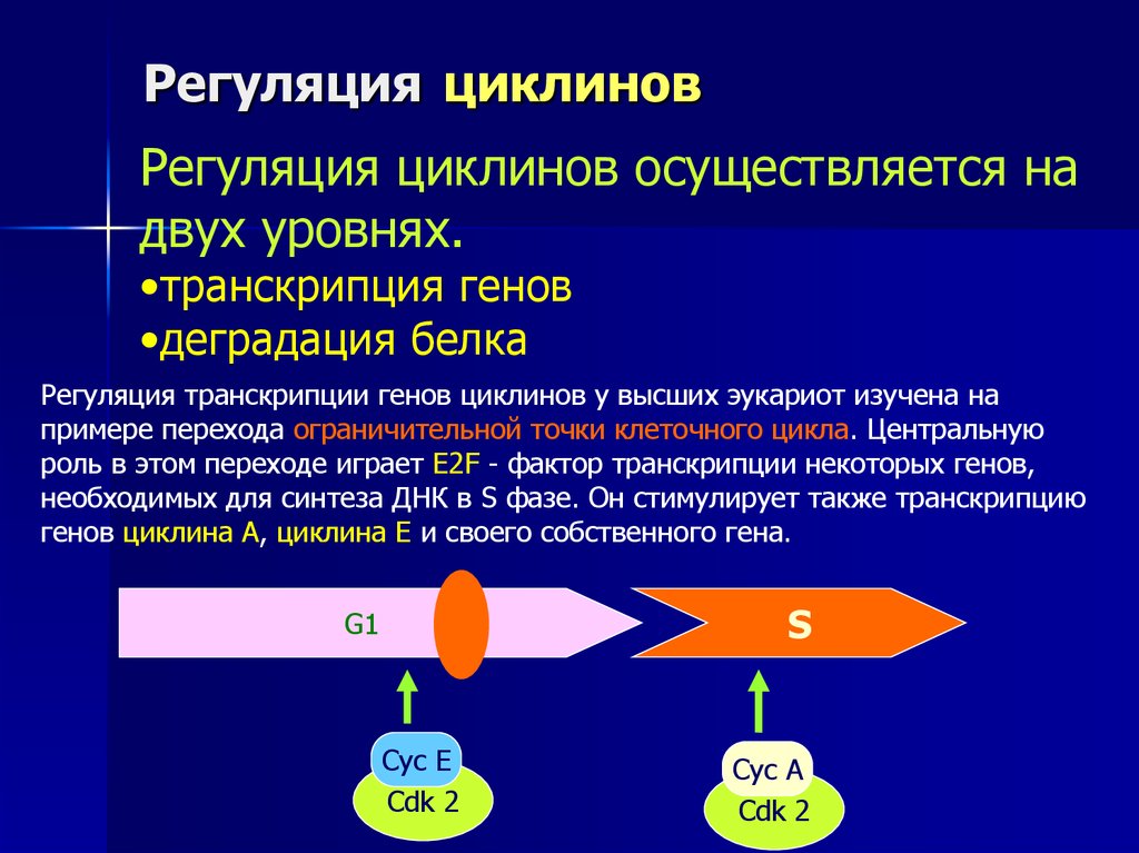 Регуляция клеток. Регуляция клеточного цикла циклины. Циклин зависимые киназы. Циклины и циклинзависимые киназы в регуляции клеточного цикла. Циклины функции.