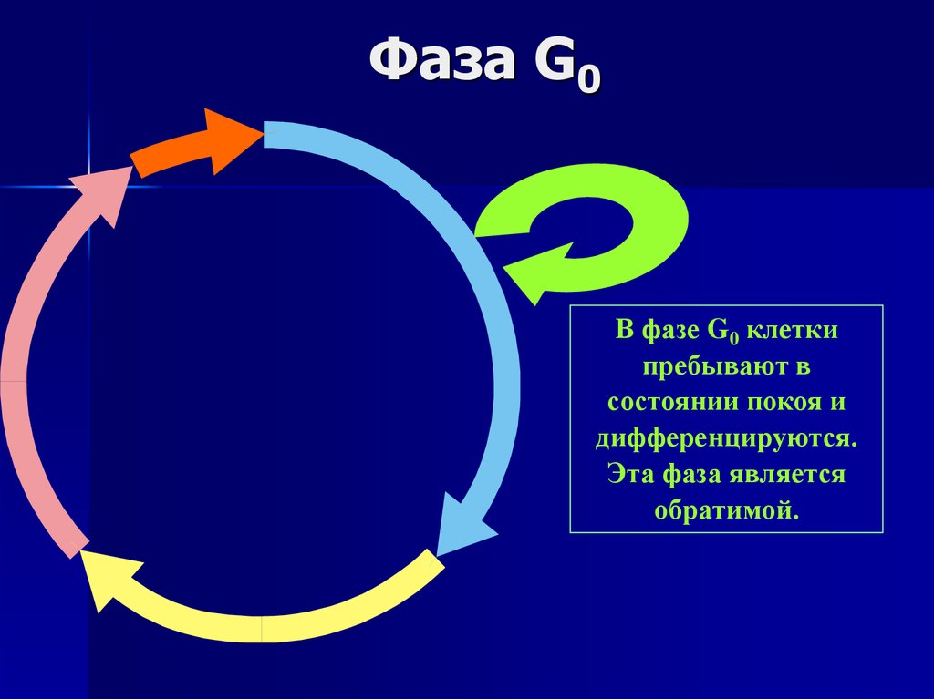 Фаза в физике. Фаза g0 клеточного цикла. Клеточный цикл. Стадии. G0-стадия. G0 период клеточного цикла. Фаза интерфазы g0.