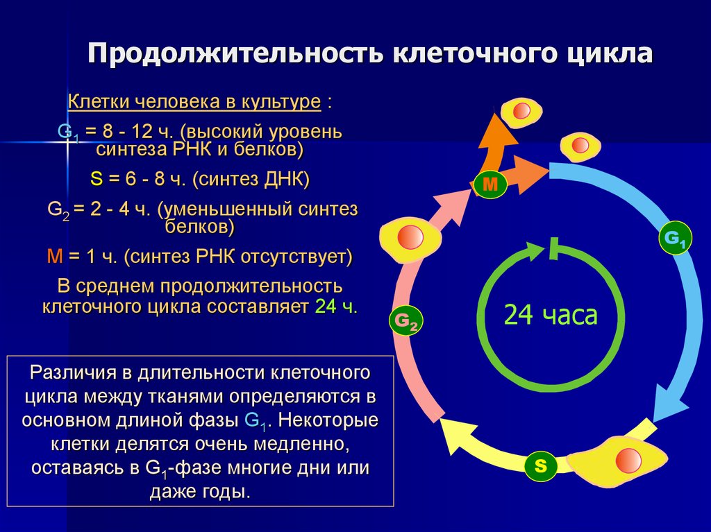 Укажите номер обозначающий на схеме стадию клеточного цикла во время которой происходит удвоение днк