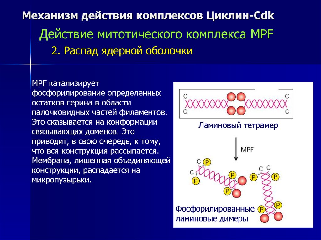 Клеточный цикл и его регуляция