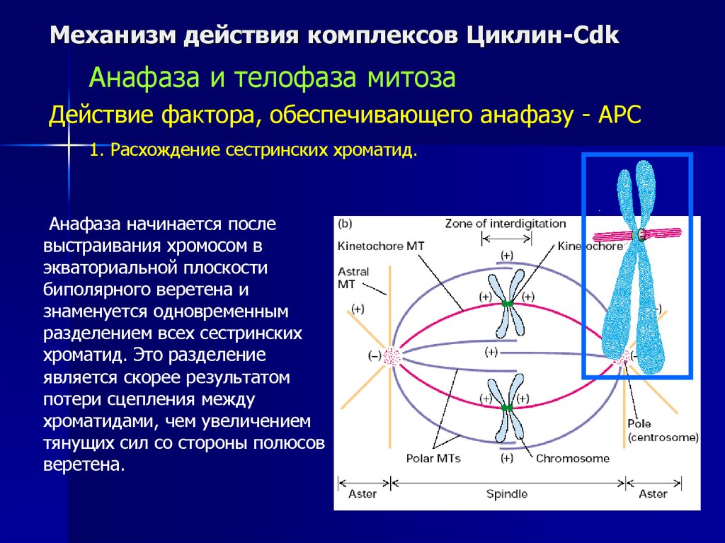 Действующий комплекс. Механизм действия комплексов циклин-CDK.. Расхождение сестринских хроматид. Триада сестринских хроматид. Расхождение сестринских хроматид в митозе.