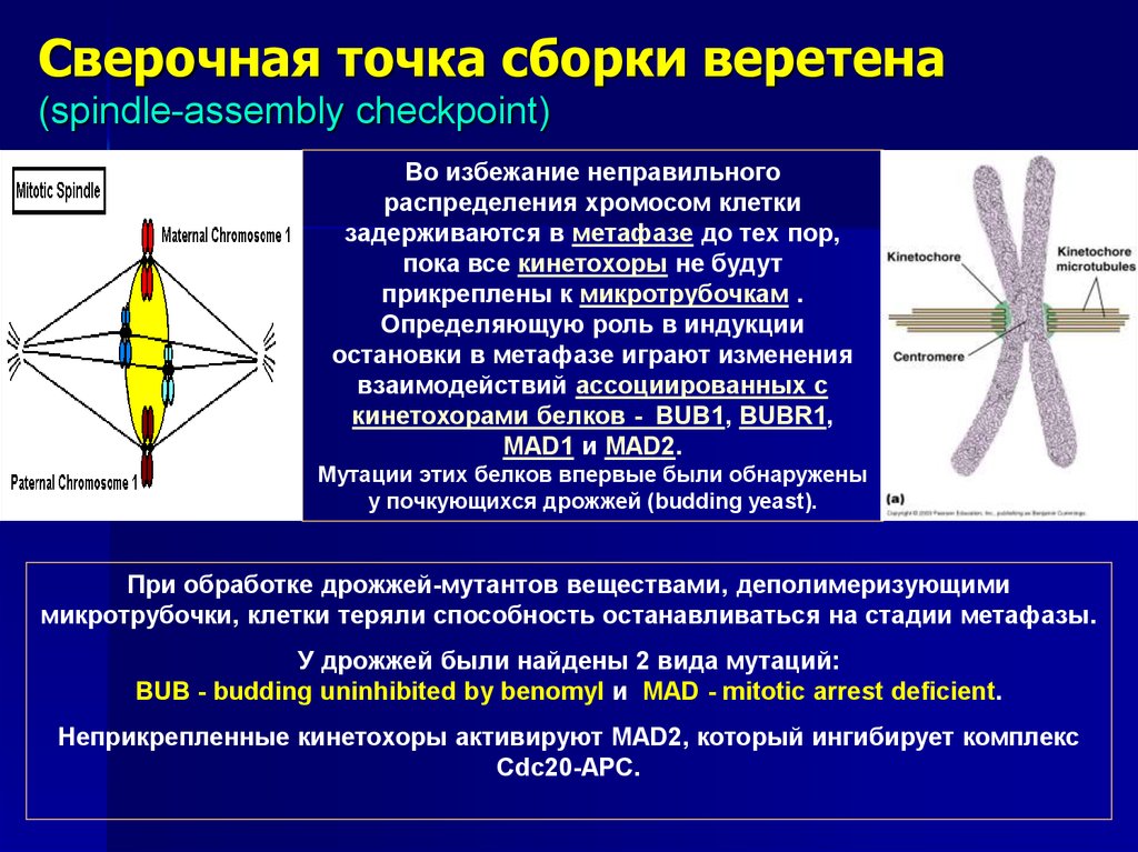 Точка сборки. Сверочные точки. Сверочные точки в клеточном цикле. Основные сверочные точки в митотическом цикле. . Основные сверочные точки в клеточном цикле..