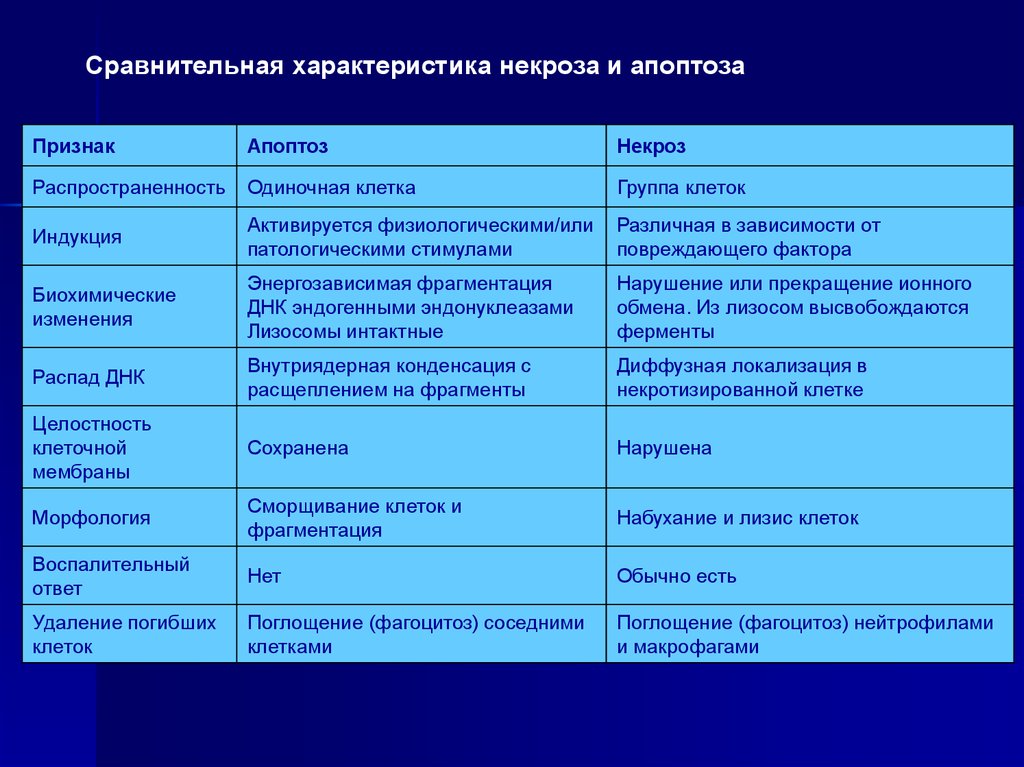 Процессы характерные для клетки. Сравнение апоптоза и некроза таблица. Сравнительная характеристика некроза и апоптоза. Некроз апоптоз различия таблица. Гибель клетки апоптоз и некроз таблица.