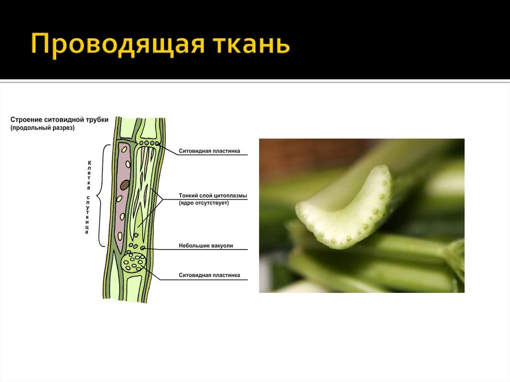 Проводящая ткань у растений рисунок