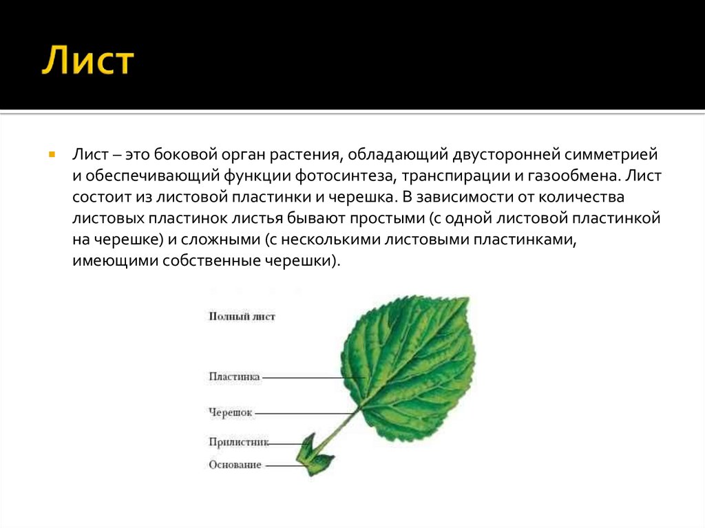 Строение листа растения внешнее. Внешнее строение листа. Внешнее строение листа фиалки. Схема внешнего строения листа растения. Функции черешка листа.