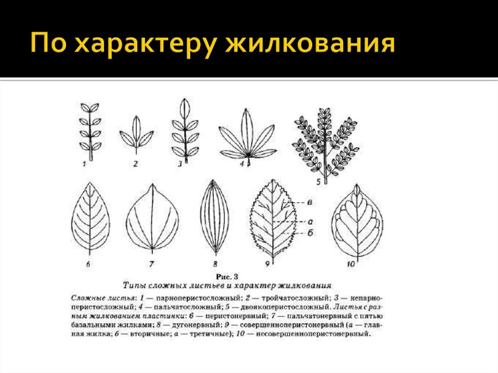 Сложное строение. Типы жилкования листовой пластинки. Типы жилкования листовой пластинки листовой. Типы жилкования листа растения. Типы жилкования сложных листьев.