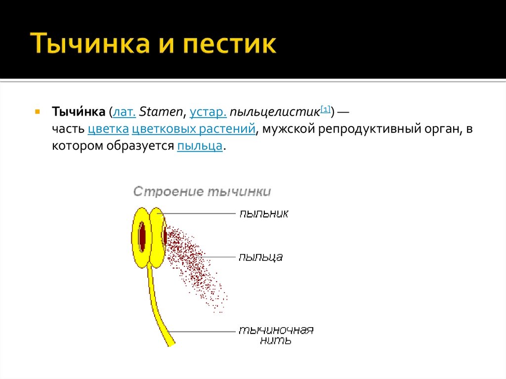 Структура тычинки. Каково строение тычинки. Пестик и тычинка. Пестики тычинки биология. Строение пестика и тычинки.