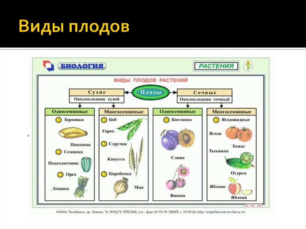 Типы плодов схема