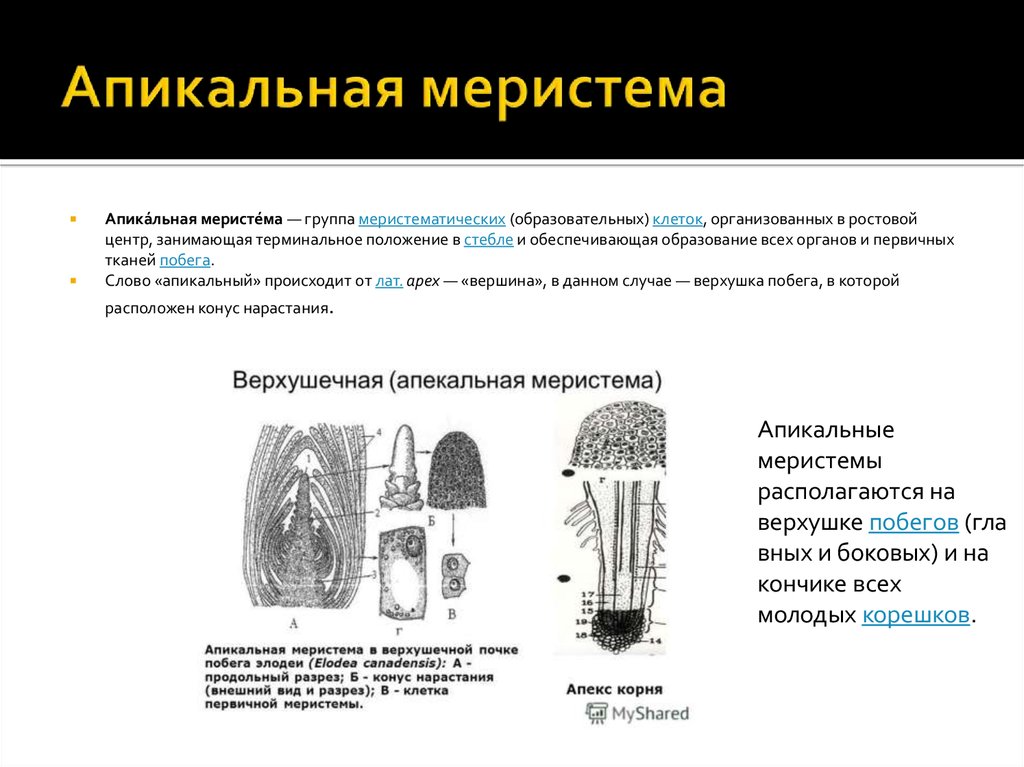 Клетки образовательной ткани в корне