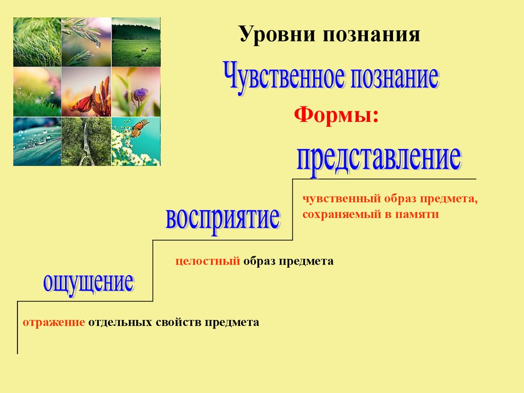 Сохранение в памяти целостного образа предмета. Уровни познания. Уровни позна. Уровни познания Обществознание. Степени уровни познания.