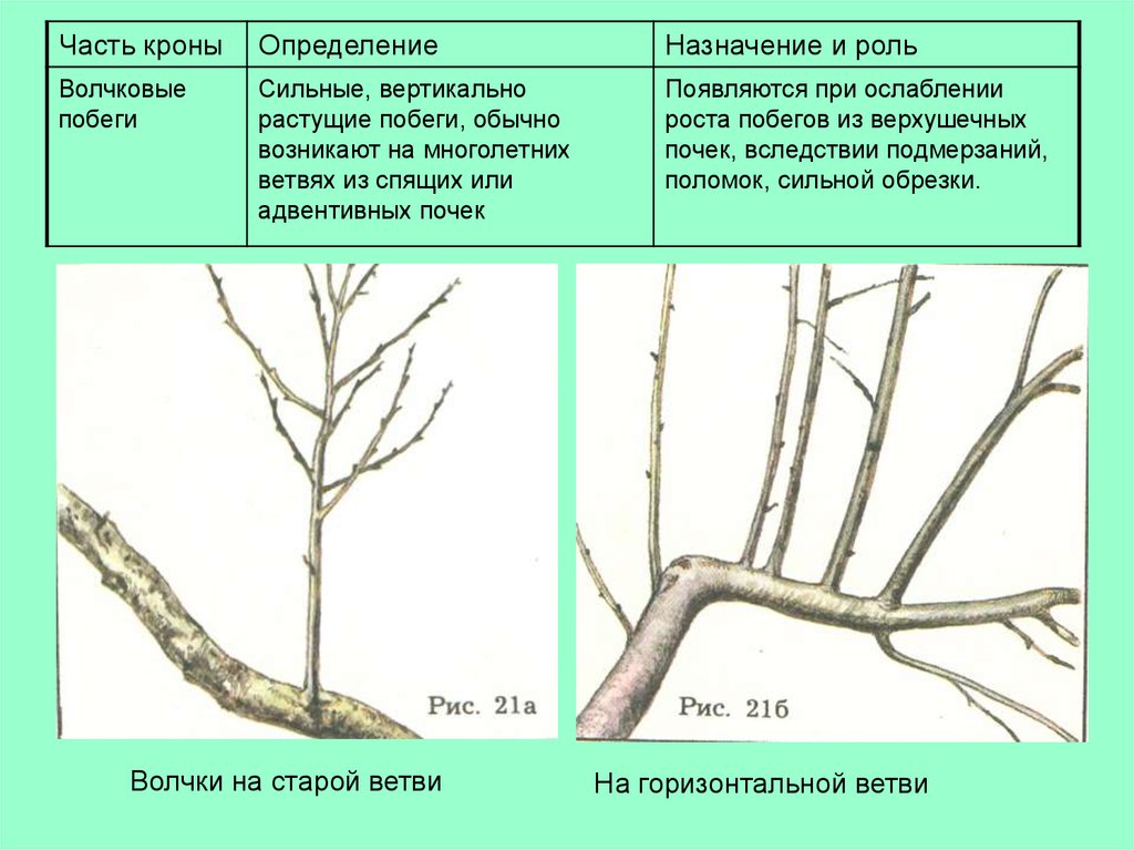 Нужно удалять побеги