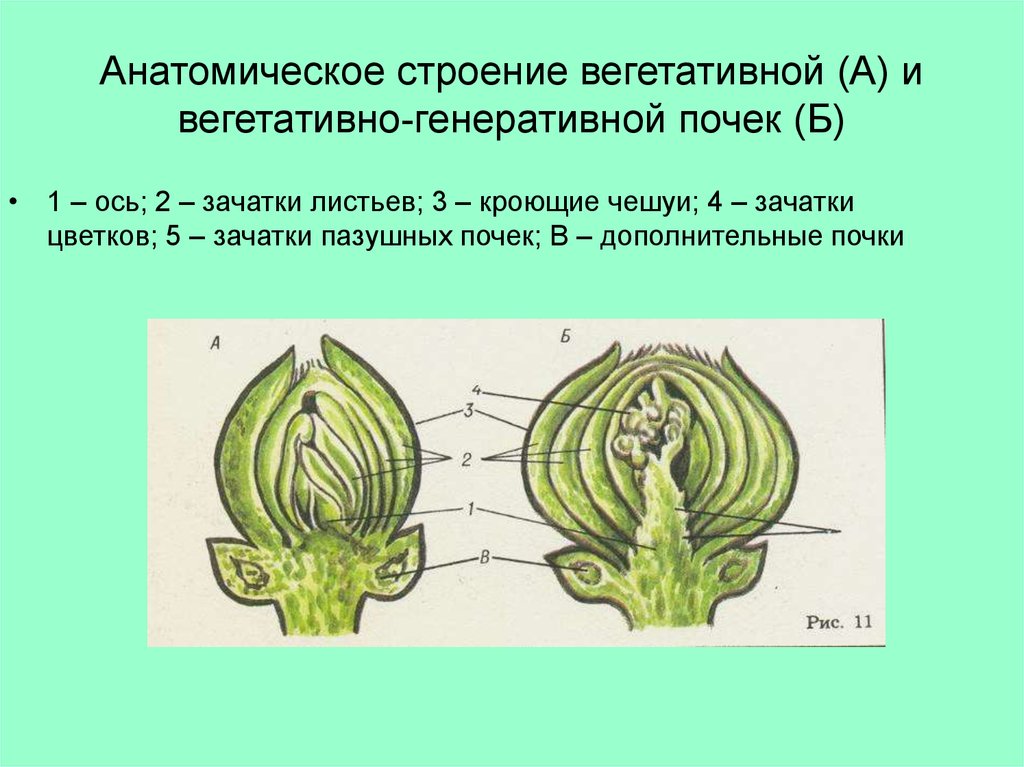 Вегетативная почка это. Строение вегетативной и генеративной почки. Вегетативная почка и генеративная почка. Строение вегетативной почки и генеративной почки. Генеративная почка зачатки цветков.