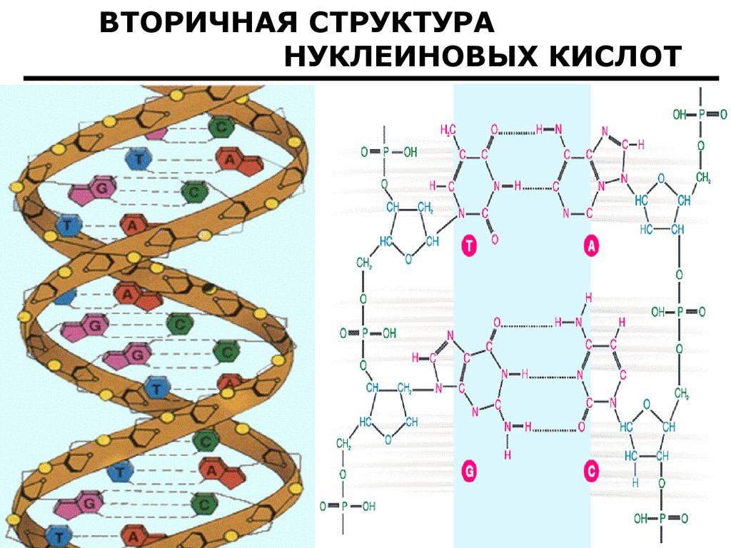 Нуклеиновая кислота тема. Первичная и вторичная структура нуклеиновых кислот ДНК И РНК. Третичная структура нуклеиновых кислот формула. Вторичная структура нуклеиновых кислот формула. Вторичная структура нуклеиновых кислот.