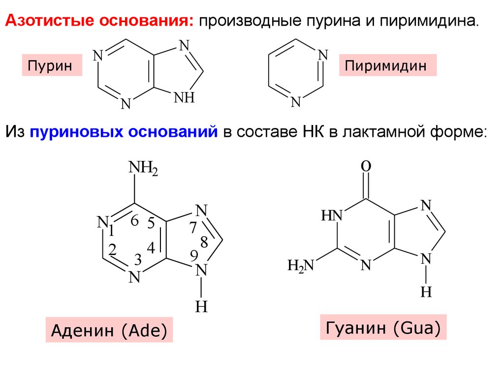 Пурины азотистые основания