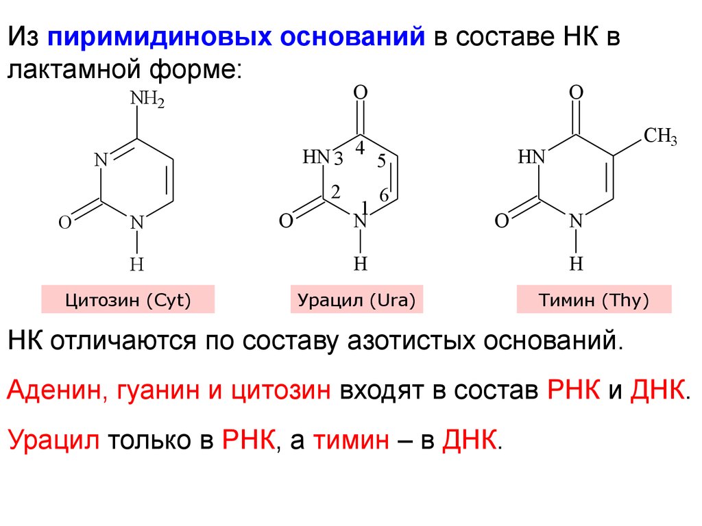 Азотистые основания входят в состав молекул. Аденин гуанин цитозин Тимин урацил. Аденин гуанин тмин урауин. Гуанин цитозин Тимин формулы. Аденин гуанин цитозин Тимин урацил таблица.