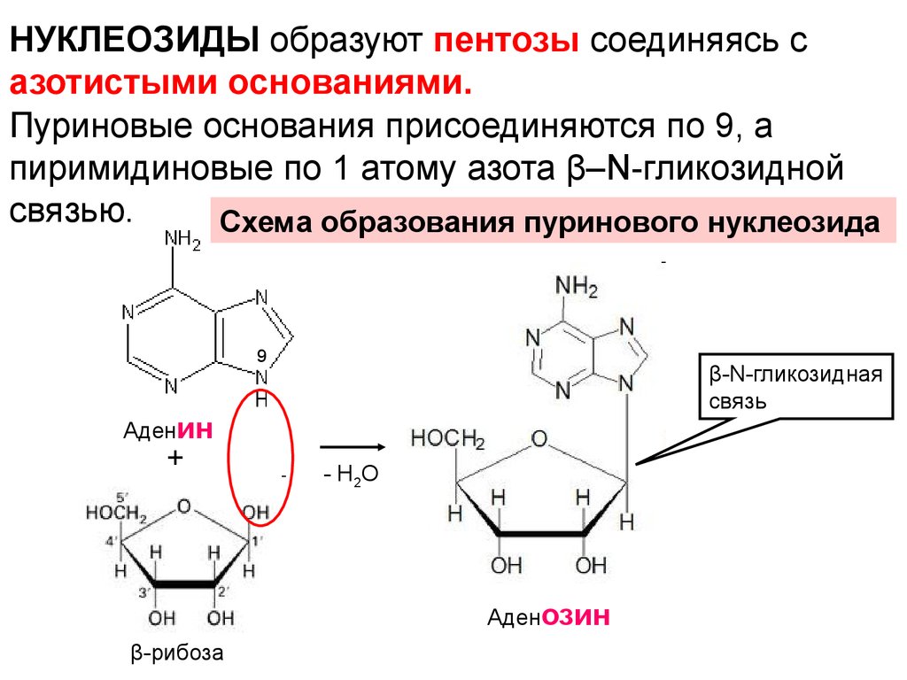 Пуриновыми нуклеотидами являются. Пиримидиновые основания образование нуклеозидов. Пуриновые и пиримидиновые основания. Пиримидиновые нуклеиновые основания. Пуриновые и пиримидиновые нуклеотиды.