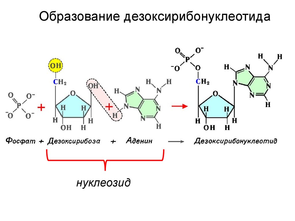 Нуклеиновые кислоты реакции. Нуклеотиды и нуклеиновые кислоты. Аденин строение нуклеотида. Нуклеотиды нуклеозиды нуклеиновые кислоты. Аденин дезоксирибоза фосфат фосфат.