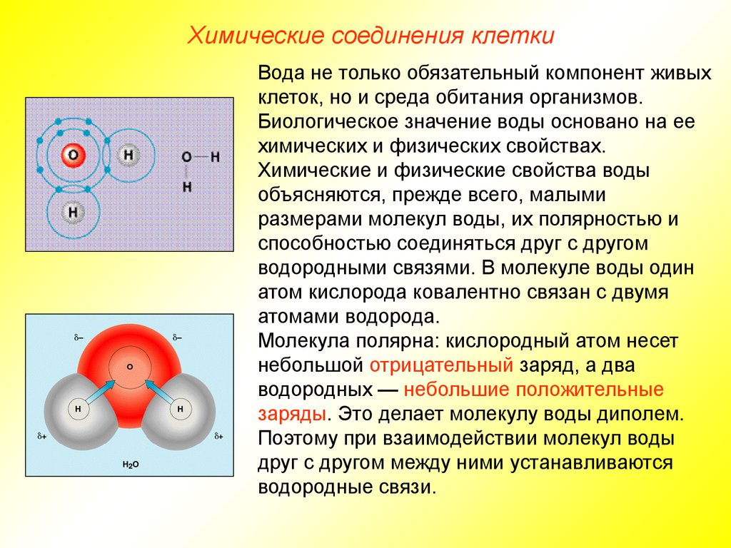 Вещество из клетки 7. Химические соединения клетки вода. Взаимодействие молекул воды. Химический состав клетки вода.