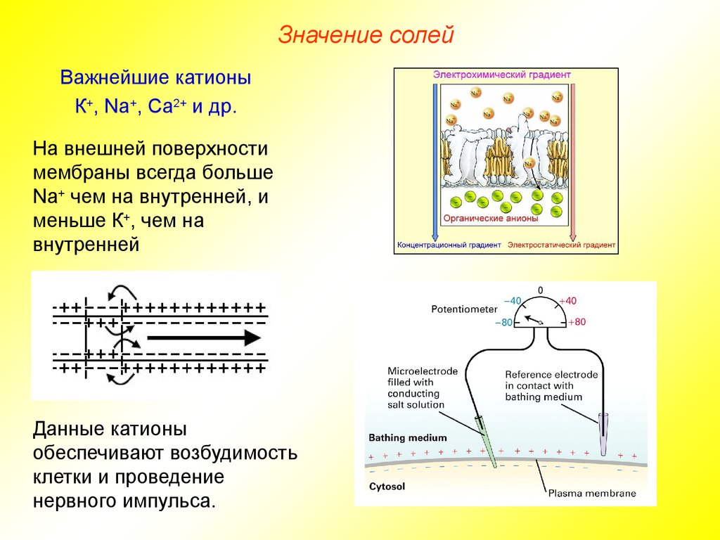 Важнейшие катионы клетки. Наружная поверхность мембраны возбудимой клетки. Электрохимический градиент мембраны. Какую роль играют содержащиеся в клетке катионы. Электрохимический градиент.