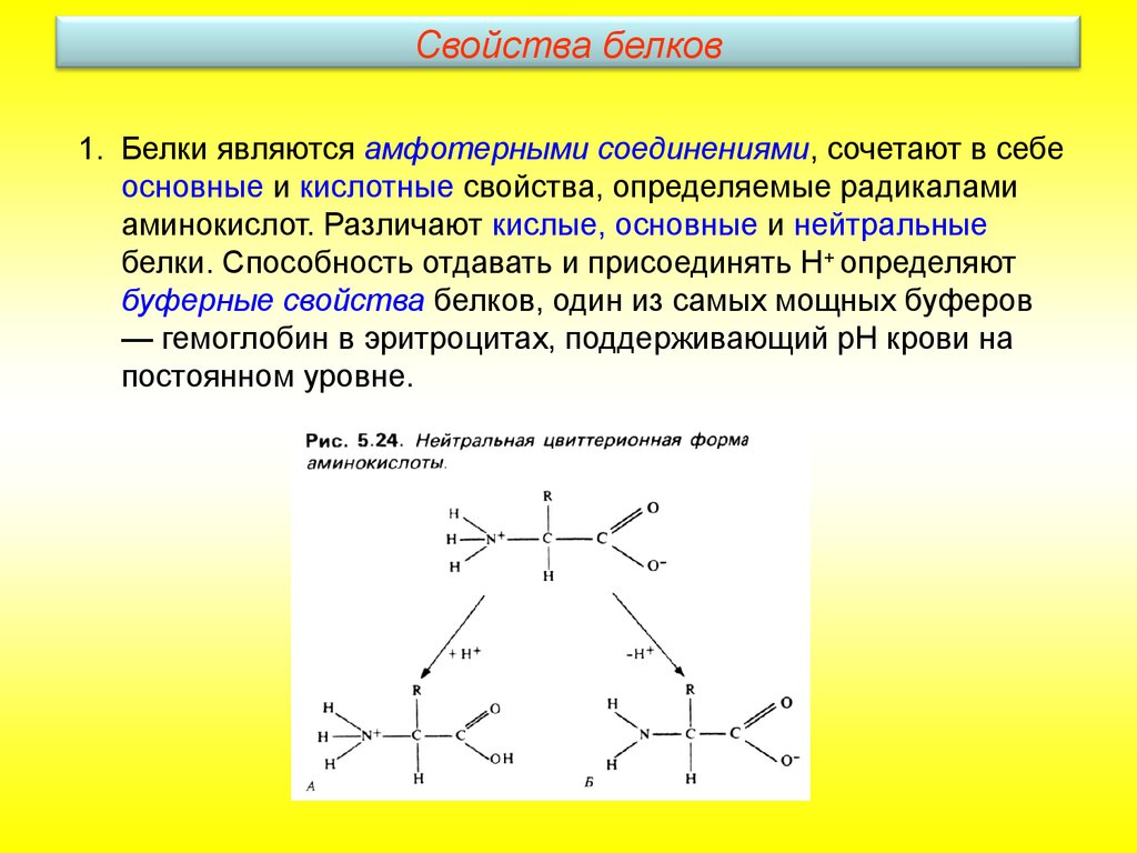 Белки состав и роль. Белок структура и функции. Структура и свойства белков. Белки состав строение функции. Белки строение структура свойства.