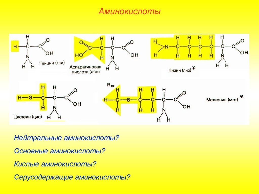 Главные аминокислоты. Основные нейтральные аминокислоты. АСП аминокислота. Кислые и основные аминокислоты. Основные и кислотные аминокислоты.