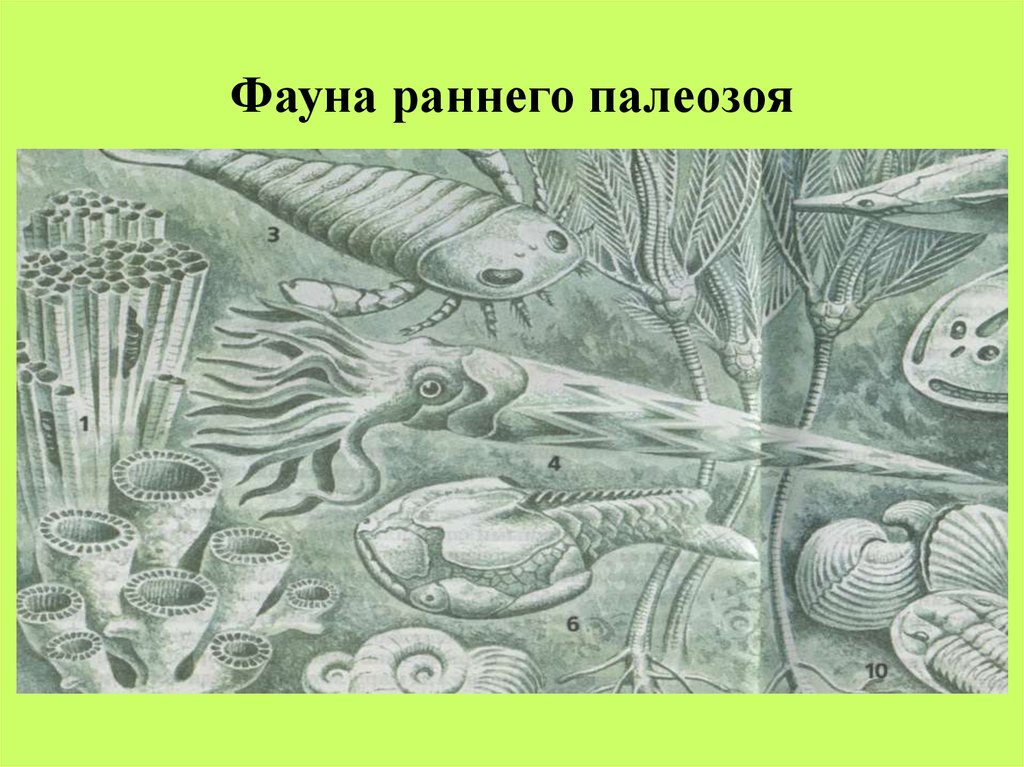 Конец палеозоя. Палеозой Эра. Палеозойская Эра фауна. Картина Палеозойская эру. Силур период растения.