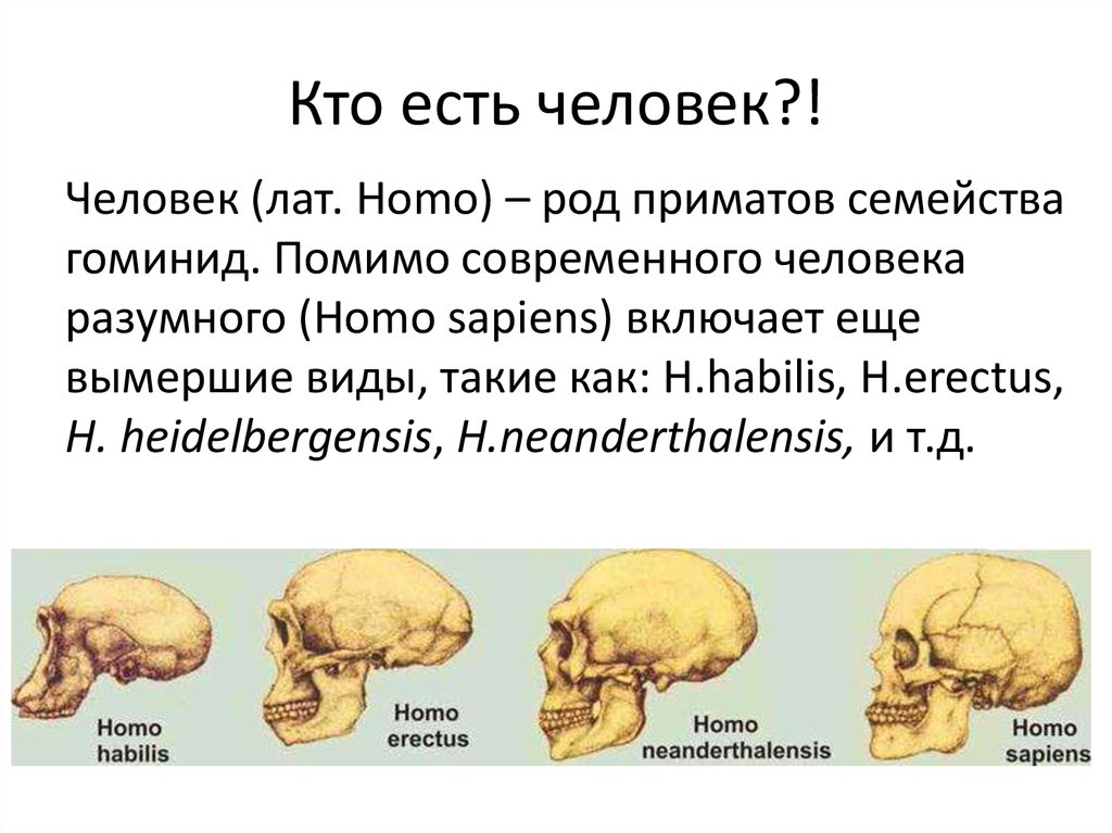 Homo sapiens относится к. Человек разумный (лат. Homo sapiens). Вид рода люди хомо. К роду homo относятся:.