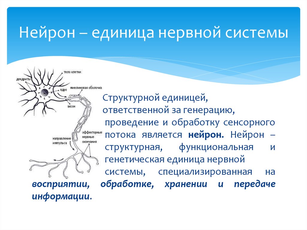 Биология нервные клетки. Нейрон структурная и функциональная единица нервной системы. Структурно-функциональной единицы нервной системы (нейрона). Нейрон основная функциональная единица нервной ткани. Нервная система строение нейрона.