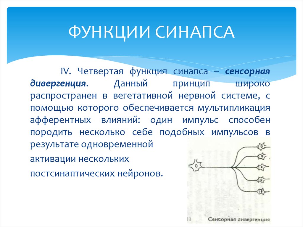 Синапс строение и функции