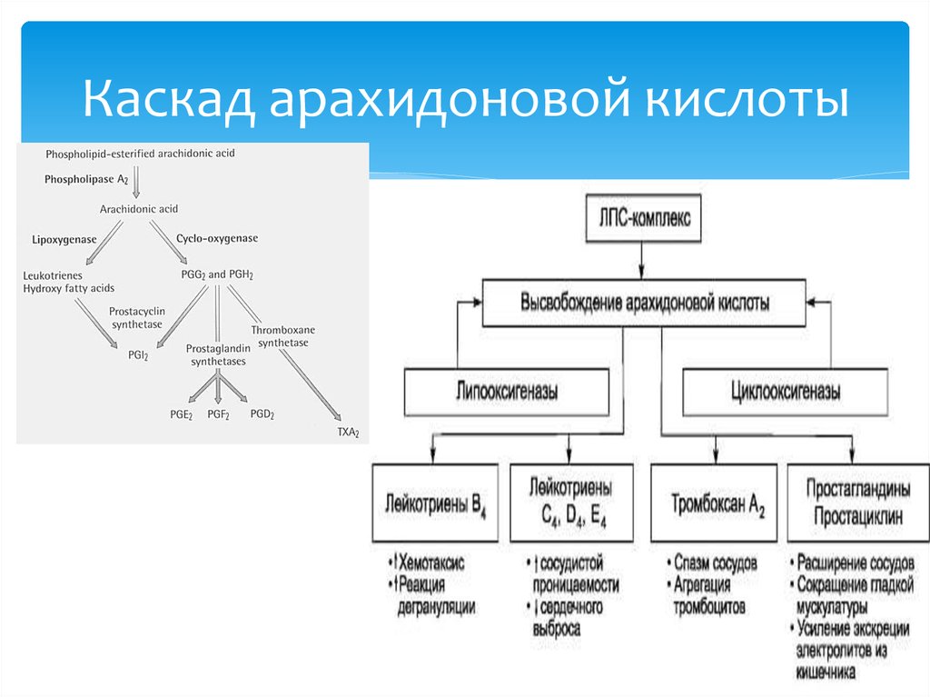 Схема арахидоновой кислоты