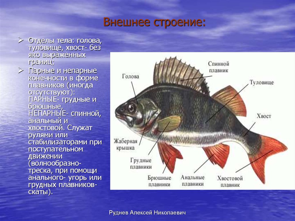 Какие отделы тела имеет рыба. Описание рыбы. Внешнее строение рыбы. Отделы тела рыбы голова туловище хвост. Строение плавника окуня.