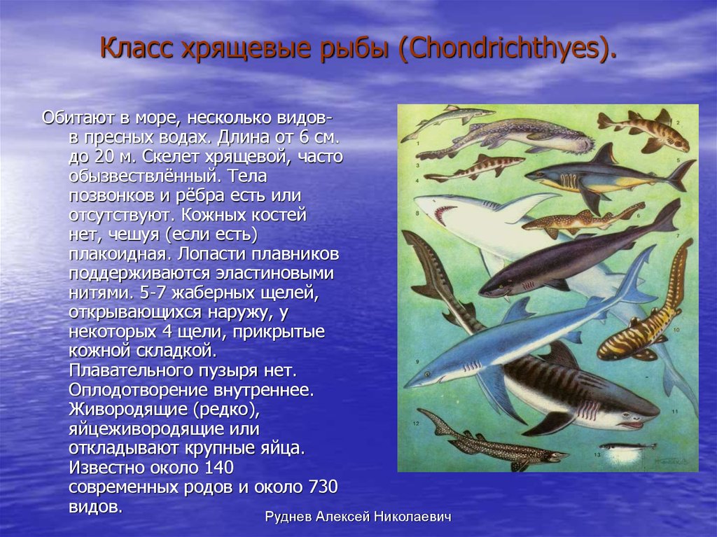Доклад про классы рыб