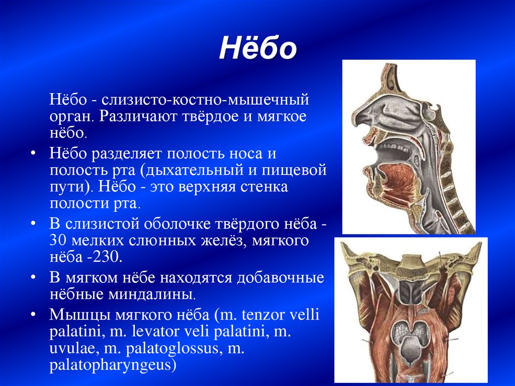 Костная основа полости рта. Костные стенки ротовой полости. Мягкое небо строение и функции. Твердое и мягкое небо анатомия. Твердое небо и мягкое небо.