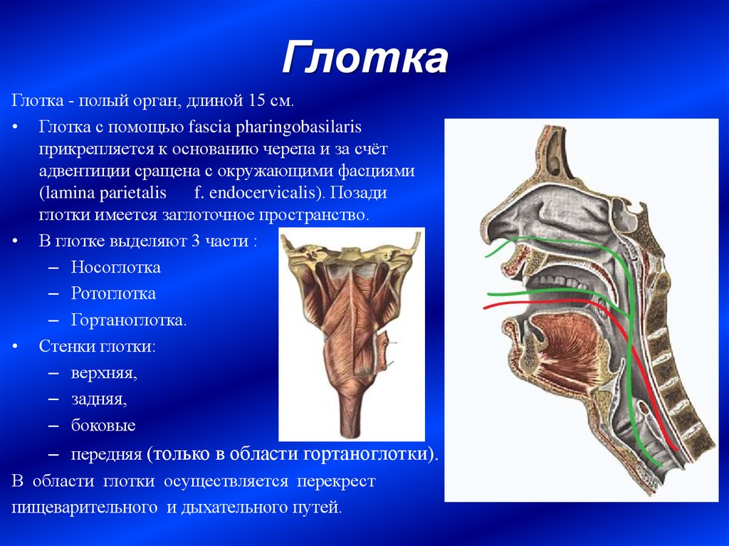 Глотка т. Гортаноглотка анатомия строение и функции. Строение стенки глотки анатомия. Строение стенки глотки анатомия оболочки. Строение и функции глотки.