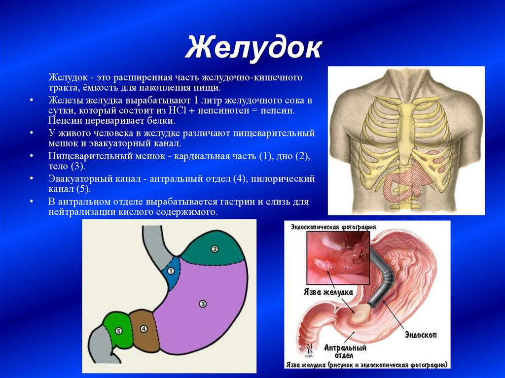 Заболевание желудочного тракта. Желудок анатомия человека. Строение желудка человека. Анатомия желудка человека в картинках.