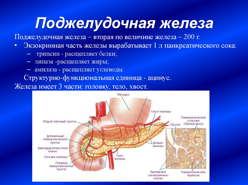 Поджелудочная железа хвост