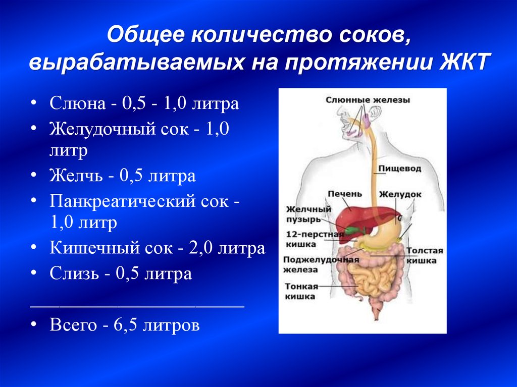 Какой орган можно. Функциональная анатомия ЖКТ панкреатический сок. 3 Компонента желудочного сока. Кишечные железы пищеварительный сок. Железы вырабатывающие пищеварительные соки.