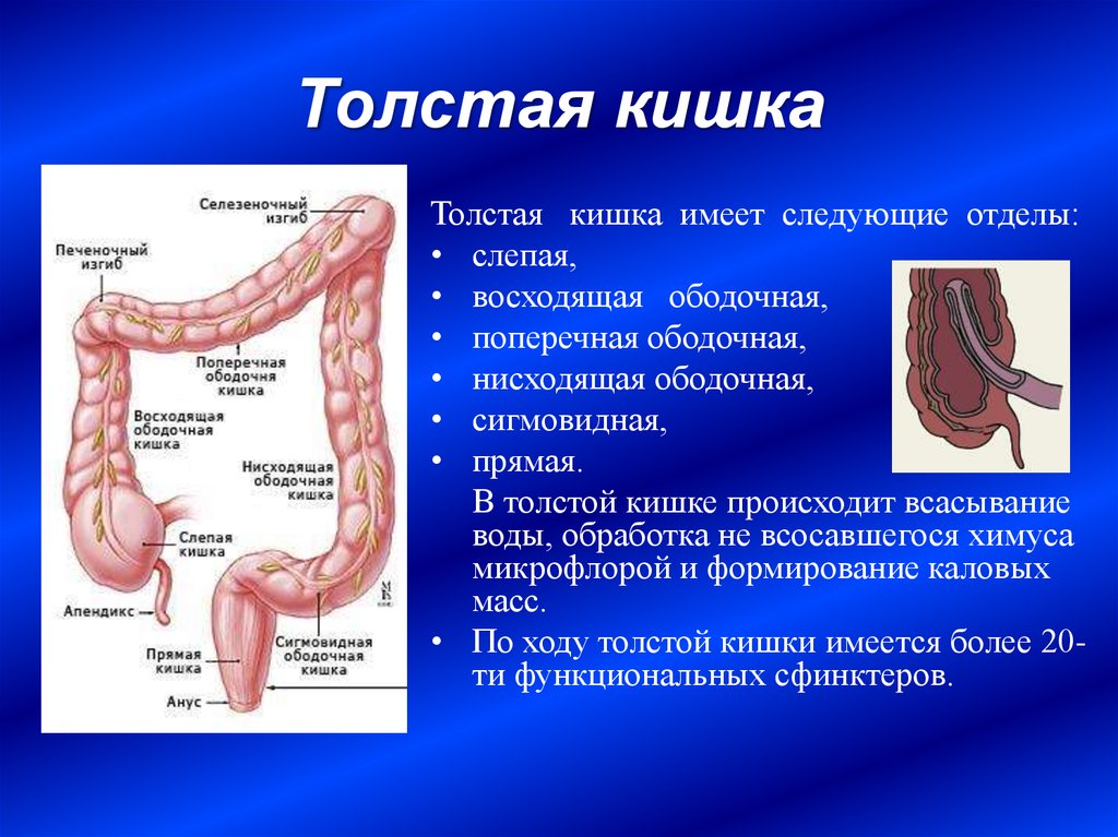 Купол слепой кишки где находится рисунок