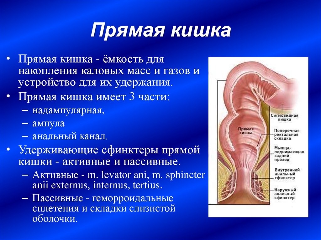 Прямая кишка анатомия у женщин строение фото и описание